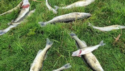 Czy ścieki z gospodarstw domowych były przyczyną zatrucia ryb w Stawie Trzcinowym?