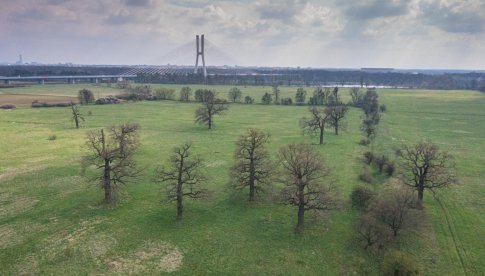 Nowe pomniki przyrody na wrocławskich polach irygacyjnych [Foto]