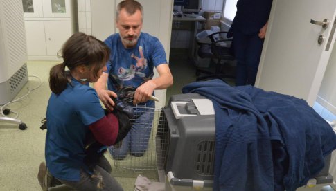 Naukowcy UPWr zrekonstruują dziód dzioboroga abisińskiego z łódzkiego ZOO