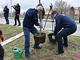 W Dzierżoniowie posadzono 100 drzew