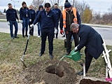 W Dzierżoniowie posadzono 100 drzew