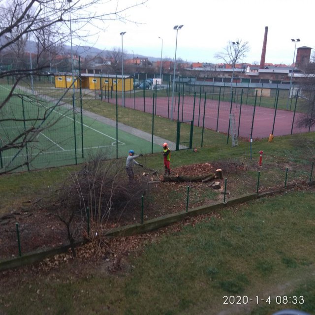 Wycinka drzew przy szkole podstawowej w Bielawie 