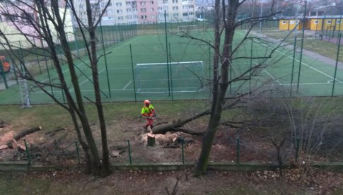 Wycinka drzew przy szkole podstawowej w Bielawie 
