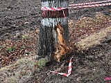 Seatem wypadła z drogi w Nowiźnie