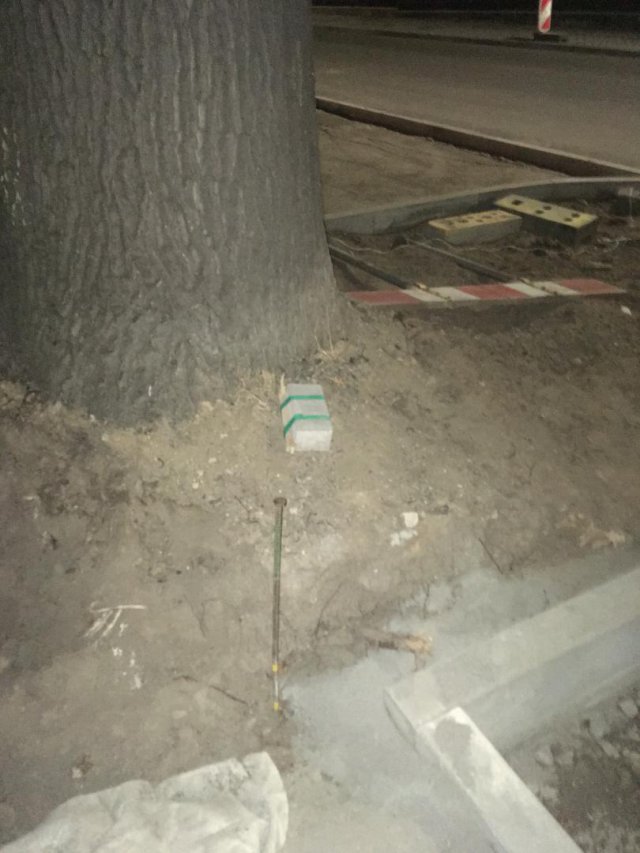 Dąb, który zajmuje pół chodnika w Dzierżoniowie