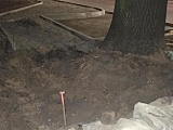 Dąb, który zajmuje pół chodnika w Dzierżoniowie