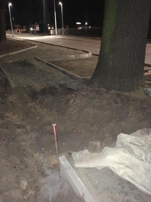 Dąb, który zajmuje pół chodnika w Dzierżoniowie