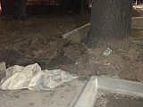 Dąb, który zajmuje pół chodnika w Dzierżoniowie