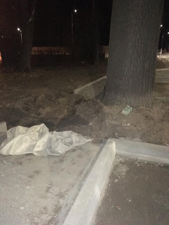 Dąb, który zajmuje pół chodnika w Dzierżoniowie