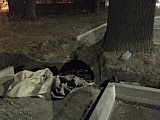 Dąb, który zajmuje pół chodnika w Dzierżoniowie