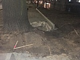 Dąb, który zajmuje pół chodnika w Dzierżoniowie