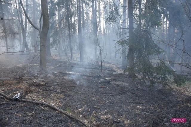Pożar lasu w Kołaczowie