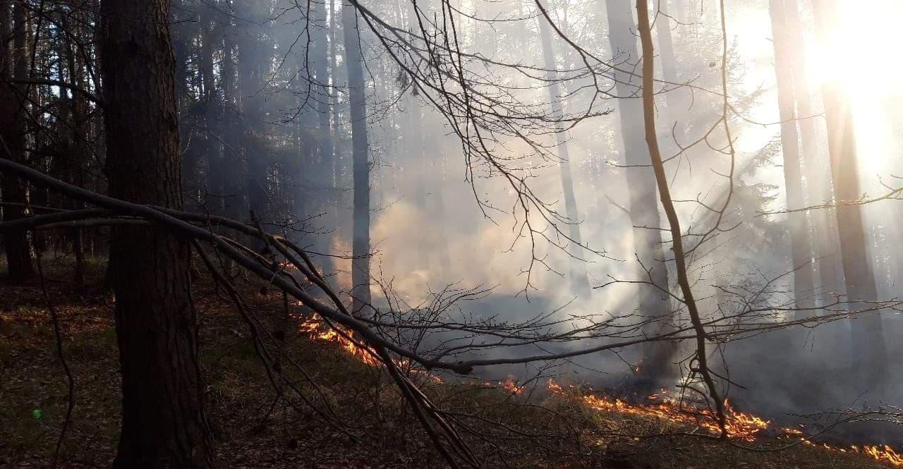 Pożar lasu w Kołaczowie