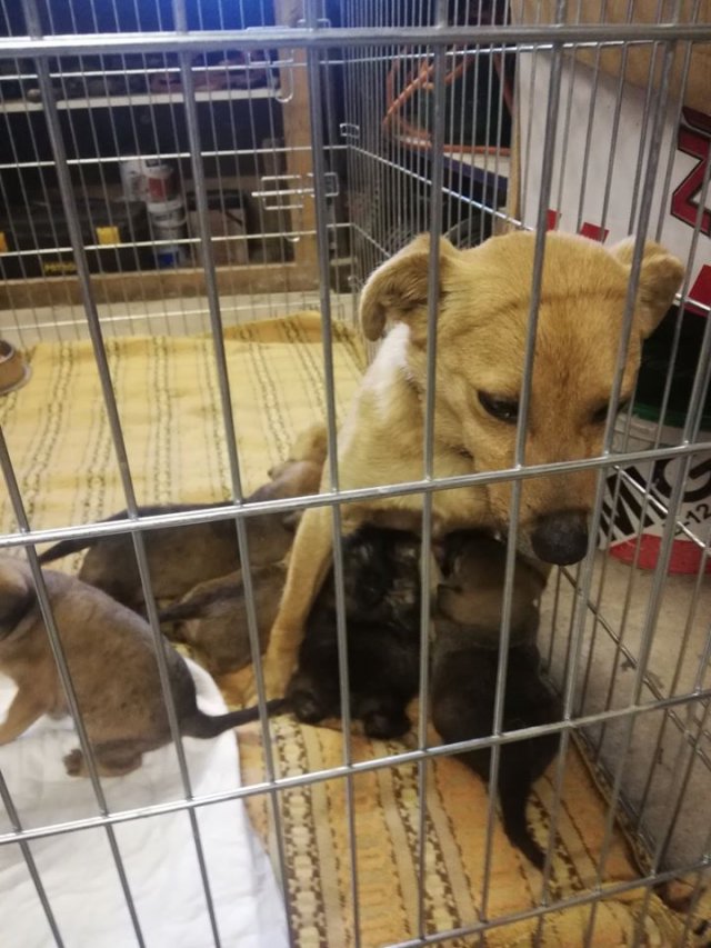 Towarzystwo Opieki nad Zwierzętami w Ząbkowicach Śl: dramat w Piławie Górnej