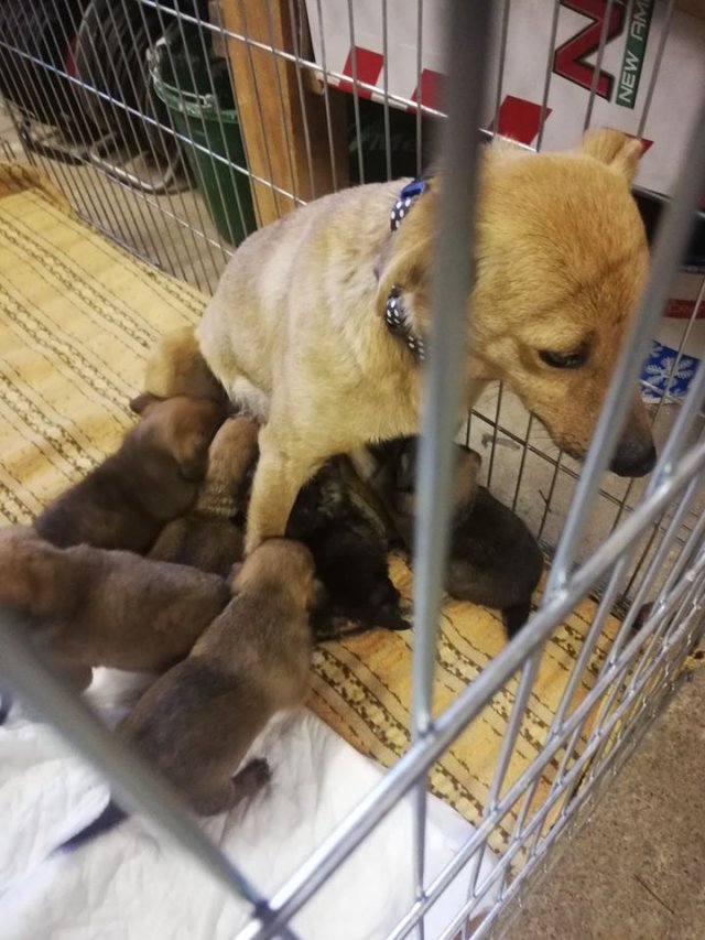 Towarzystwo Opieki nad Zwierzętami w Ząbkowicach Śl: dramat w Piławie Górnej