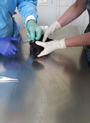 Towarzystwo Opieki nad Zwierzętami w Ząbkowicach Śl: dramat w Piławie Górnej