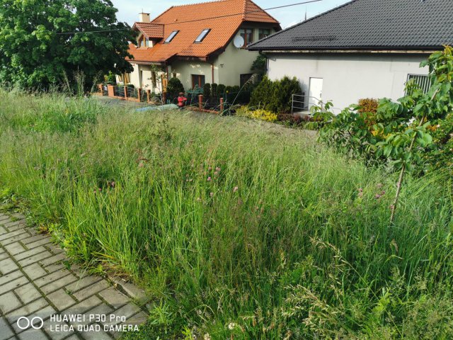 Niedługo zarośniemy w Bielawie