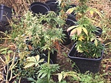 Dzierżoniowscy policjanci ujawnili miejsce uprawy marihuany