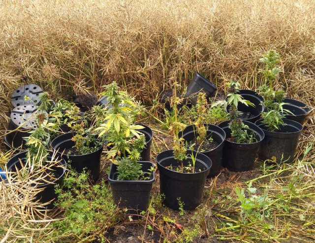 Dzierżoniowscy policjanci ujawnili miejsce uprawy marihuany