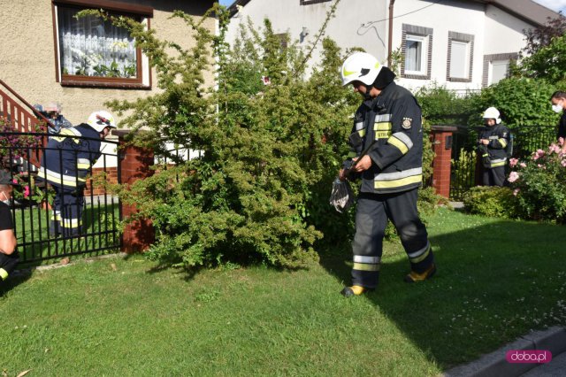 Strażacy zostali wezwani do usunięcia żmii w Pieszycach