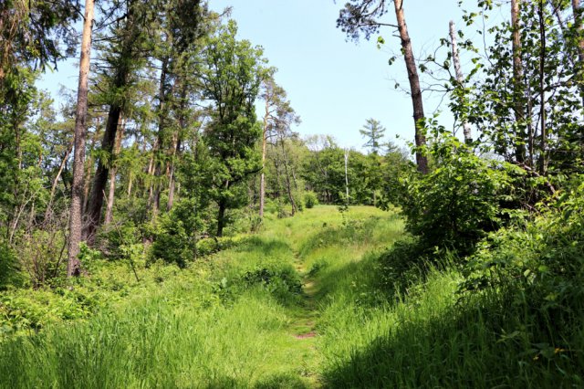 Ścieżka edukacyjno – przyrodnicza Wzgórza Kiełczyńskie