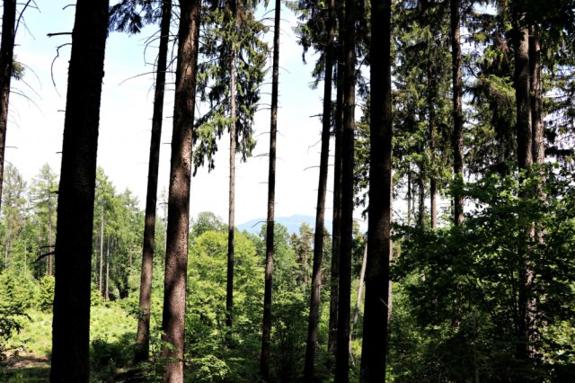 Ścieżka edukacyjno – przyrodnicza Wzgórza Kiełczyńskie