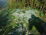 Skażenie wody na zbiorniku Owiesno