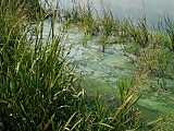 Skażenie wody na zbiorniku Owiesno