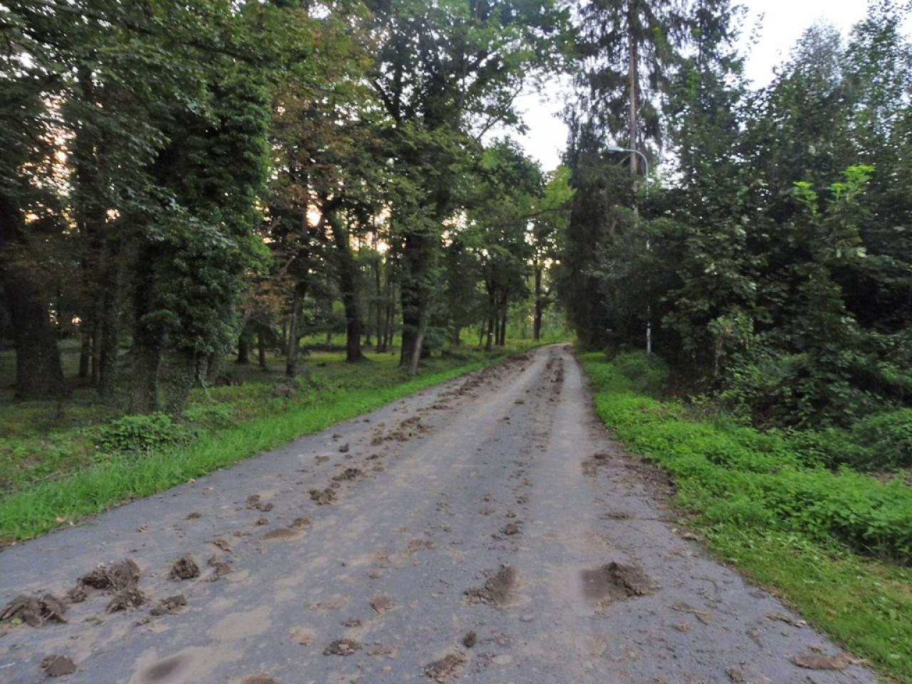 Gmina Dzierżoniów: dbajmy o czystość dróg