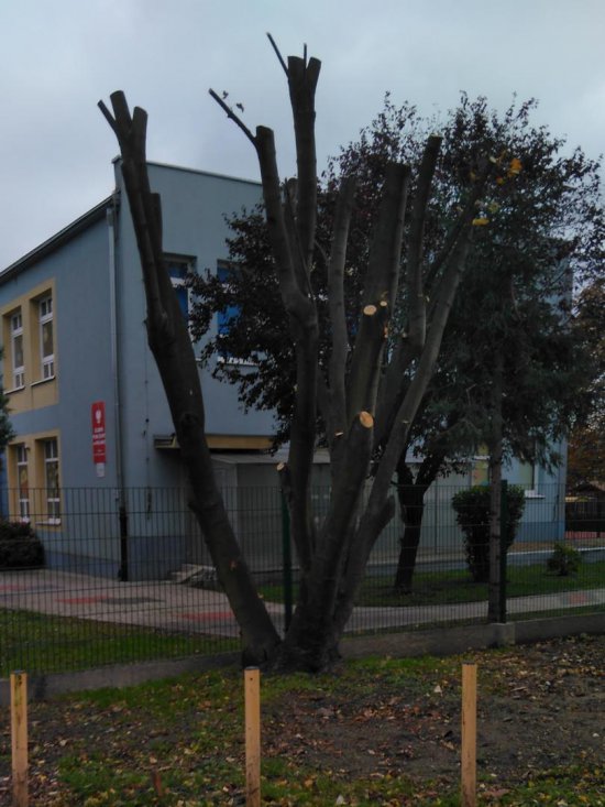 Przycinanie drzew w Bielawie