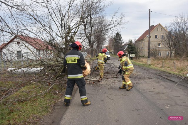 Powalone drzewo zablokowało drogę w dolnych Pieszycach