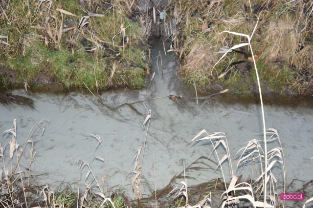 Zanieczyszczona rzeka w Piławie Górnej