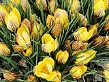 Wiosna zawitała do ogrodów JAR w Dzierżoniowie