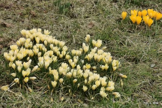Wiosna zawitała do ogrodów JAR w Dzierżoniowie