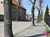 Słowiańska: wycięcie drzew w związku z remontem 