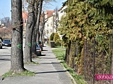 Słowiańska: wycięcie drzew w związku z remontem 