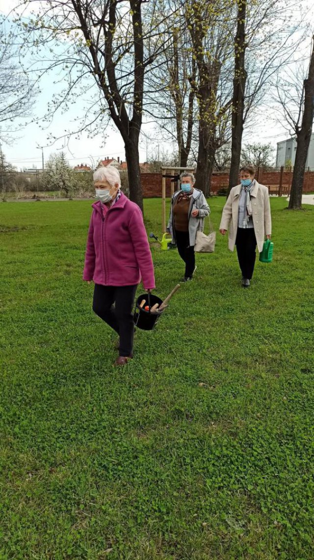 Sianie roślin przez seniorów z Bielawy