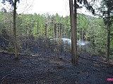Pożar lasu na Radunii