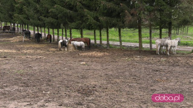 zlany ośrodek jeździecki w Podlesiu