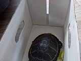 W Pieszycach znaleziono żółwia