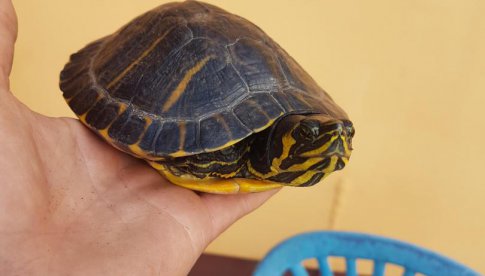 W Pieszycach znaleziono żółwia