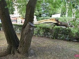 Drzewo spadło na mercedesa