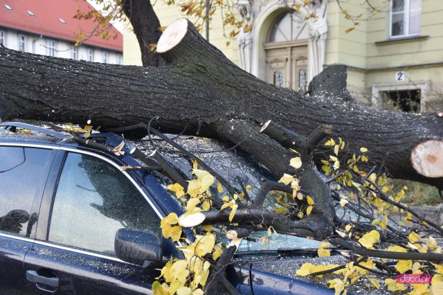 O krok od tragedii! Ogromne drzewo runęło na samochód!