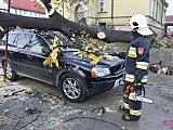 O krok od tragedii! Ogromne drzewo runęło na samochód!
