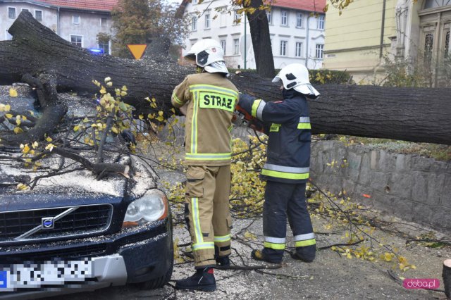 O krok od tragedii! Ogromne drzewo runęło na samochód!