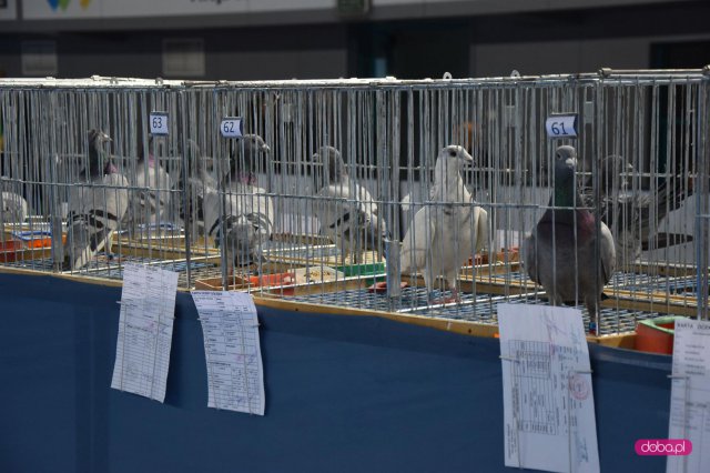 Wystawa gołębi pocztowych w Dzierżoniowie