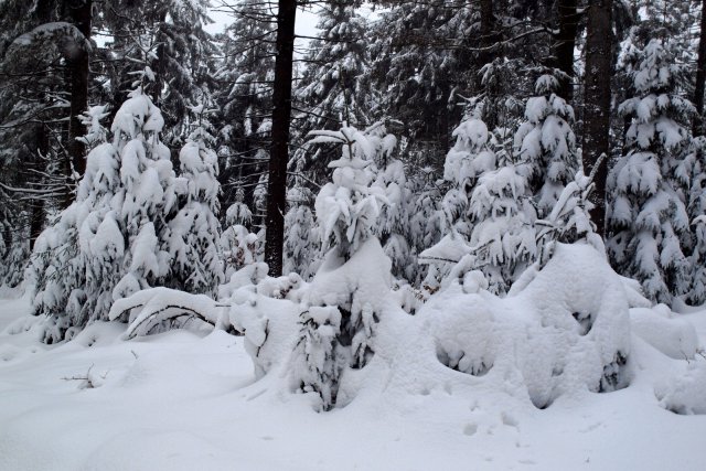 Piękna zima w Górach Sowich w obiektywie Jana Wilka
