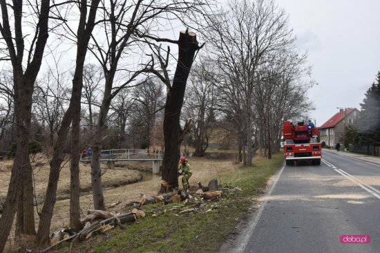 Piława Dolna: strażacy usuwali drzewo naruszone przez wiatr