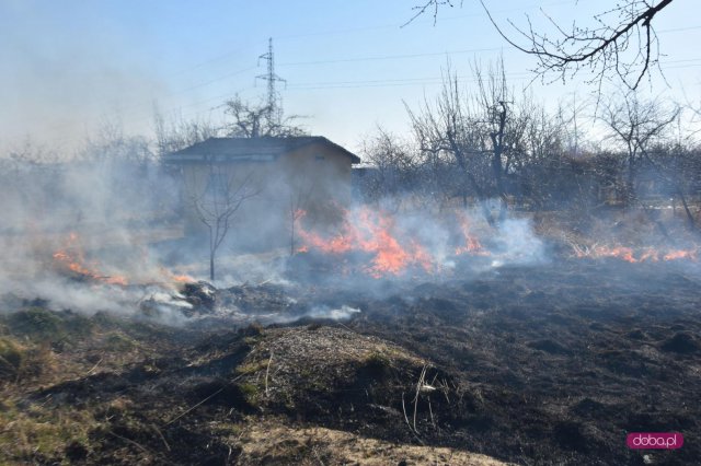 Pożar na ogródkach działkowych w Pieszycach