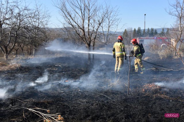 Pożar na ogródkach działkowych w Pieszycach